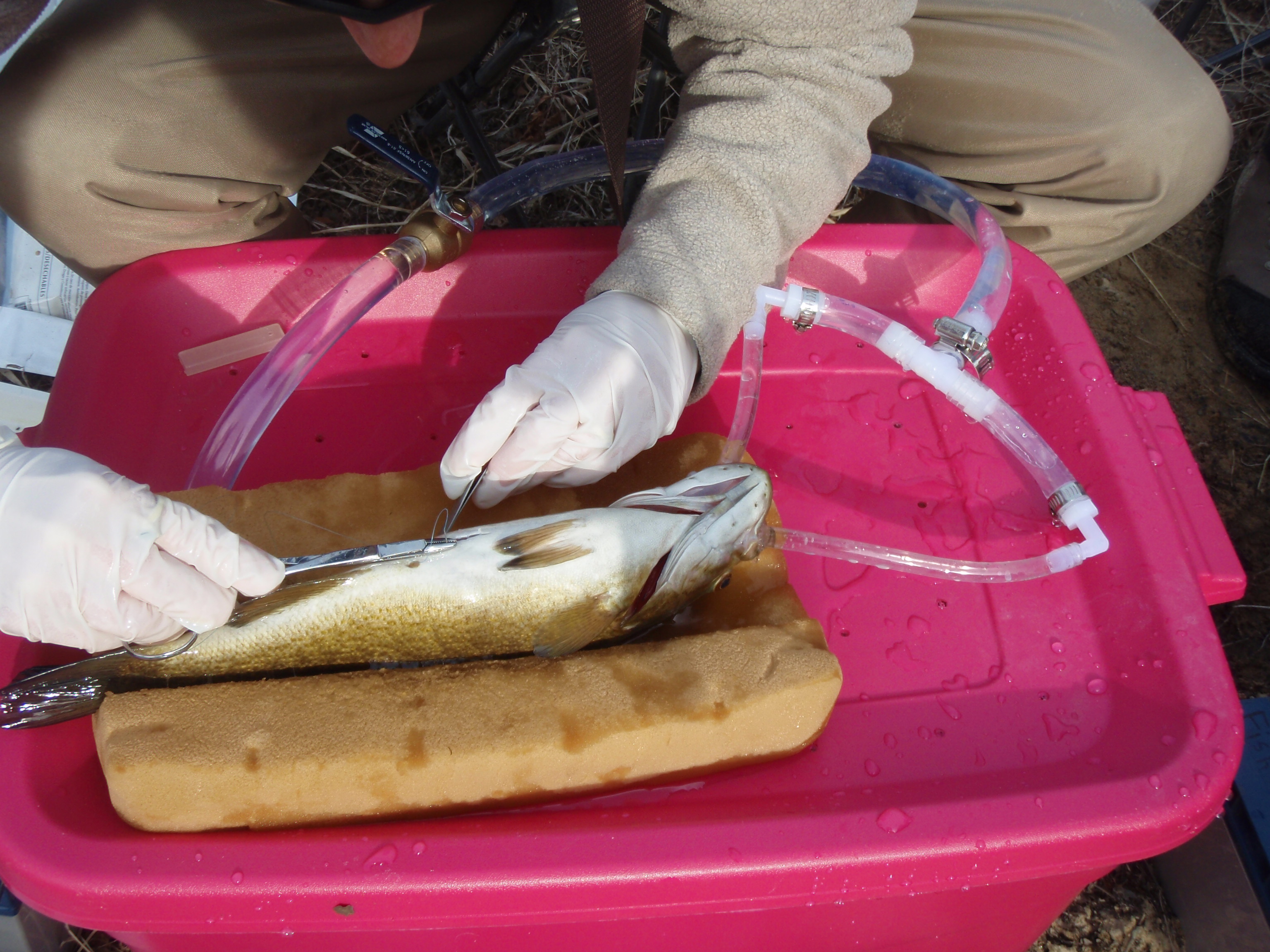 A radio tag is implanted into a smallmouth bass for tracking purposes.