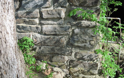 roots cracking Alley Mill's foundation.