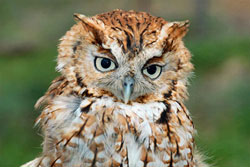 screech-owl