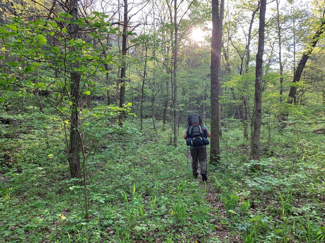a man hiking through dense forest with green vegetation, his back is turned showing a large hiking backpack