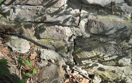 tree roots cracking the foundation of the Alley Mill