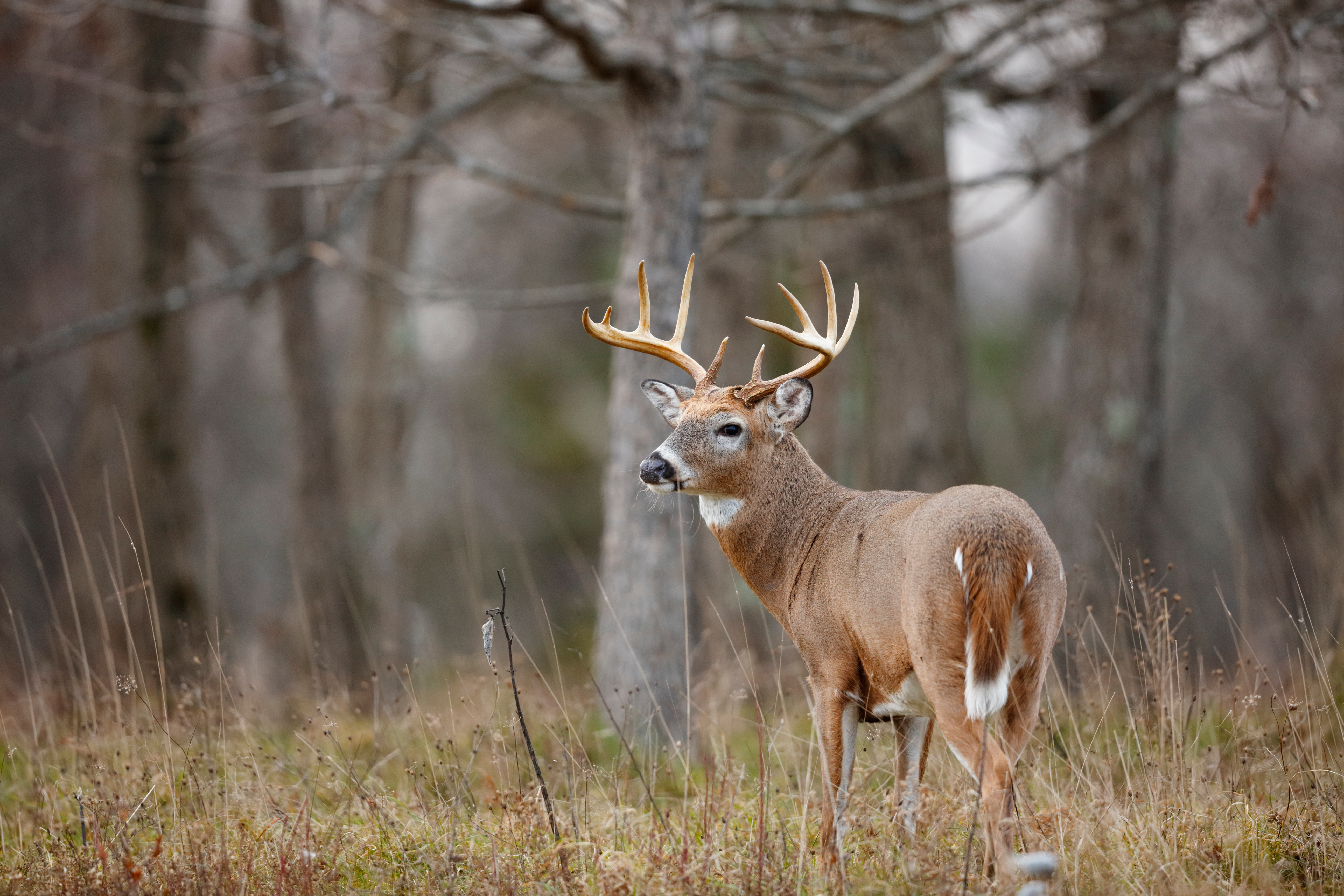 White-tailed deer are favorite game for many hunters in the Ozarks. A deer buck stands in a grassy field along the edge of the woods. He looks off to the left.