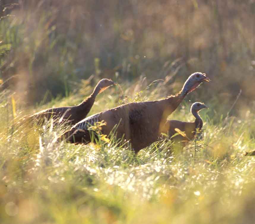 wild turkeys