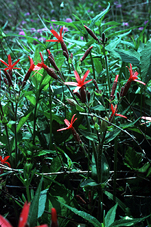 Royal catchfly