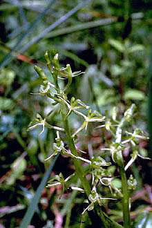 Loesel's Twayblade