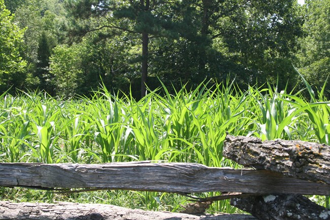 a green cornfield behind a split rail fence