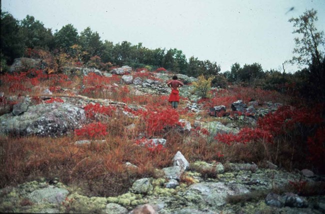 View of the glades at on Stegal Mountain