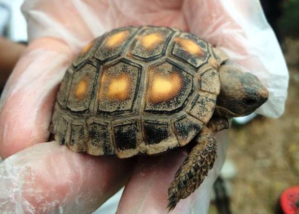 A researcher holds a baby Texas tortoise