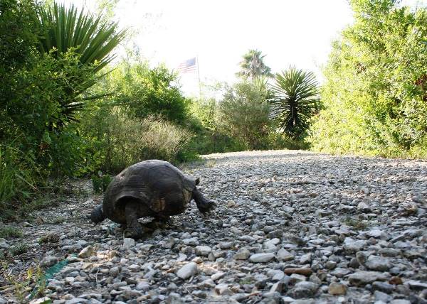 A Texas tortoise crawls along a gravel trail