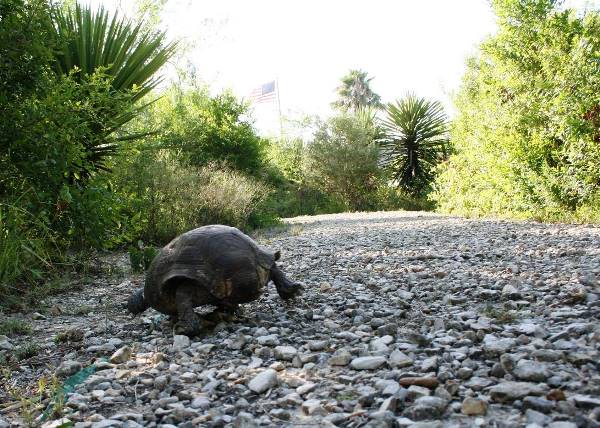 Tortoise on trail A Texas tortoise crawls along a gravel trail