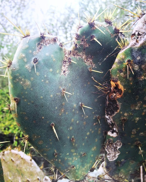 Closeup image of prickly pear cactus pads