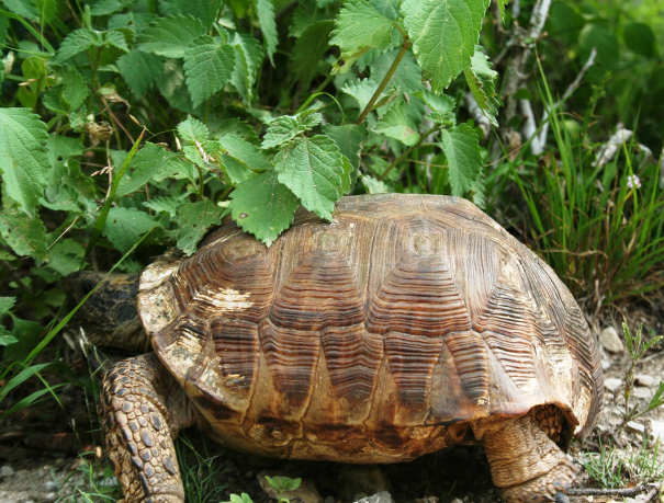 A Texas tortoise crawls into the brush