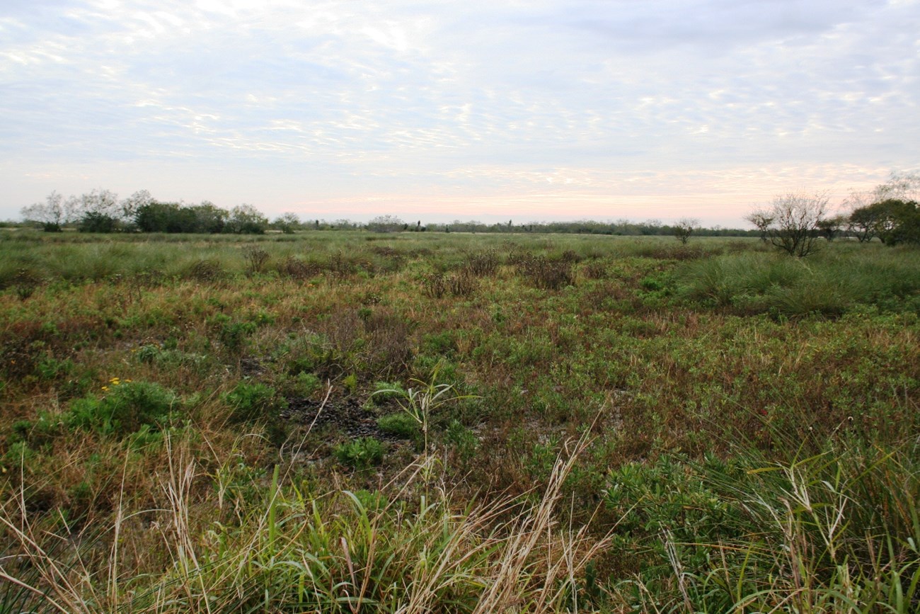 Scenic view of the coastal prairie