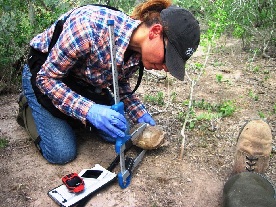 measuring a tortoise A volunteer uses a pair of calipers to measure a Texas tortoise.