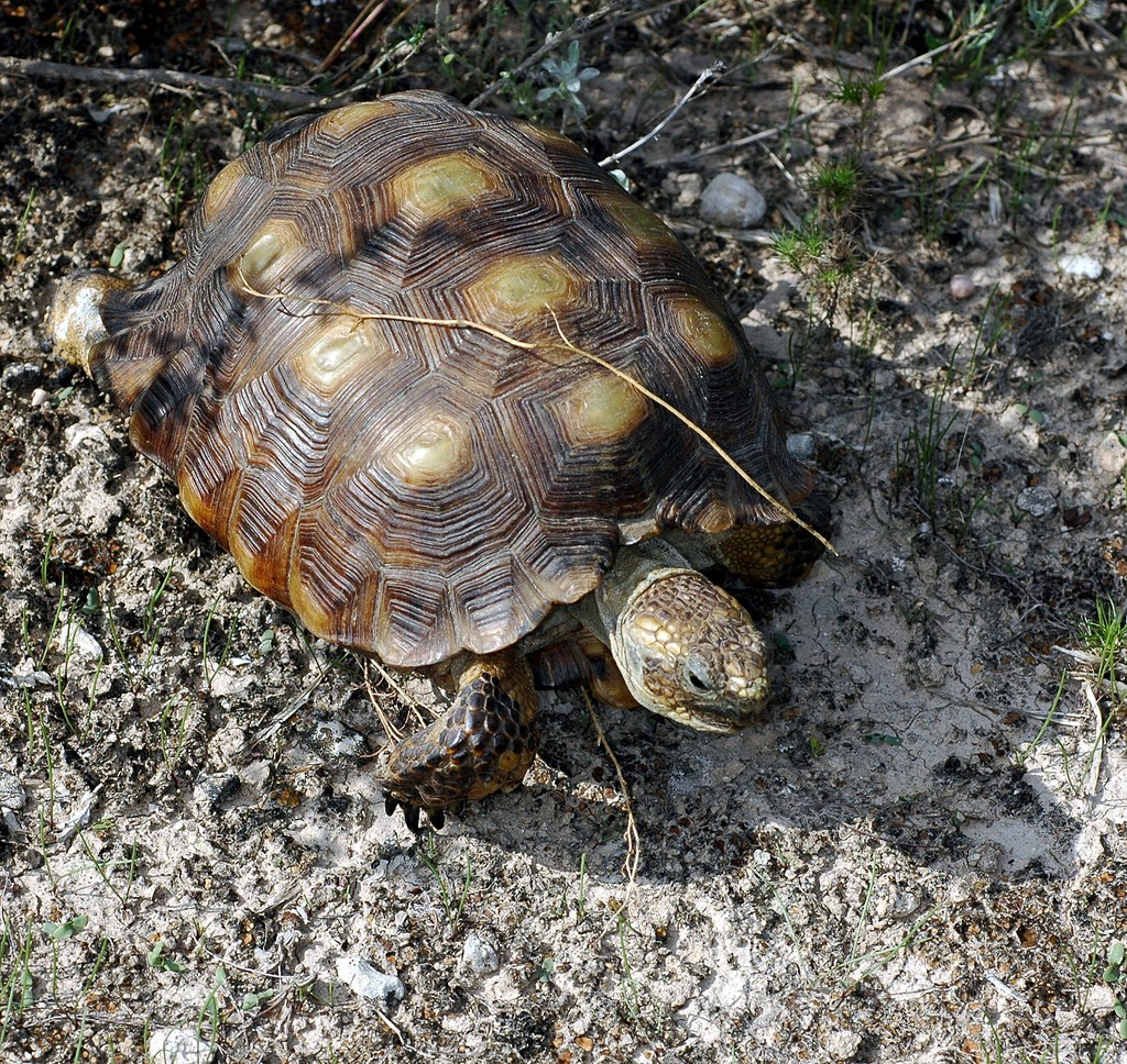 close up of Texas Tortoise