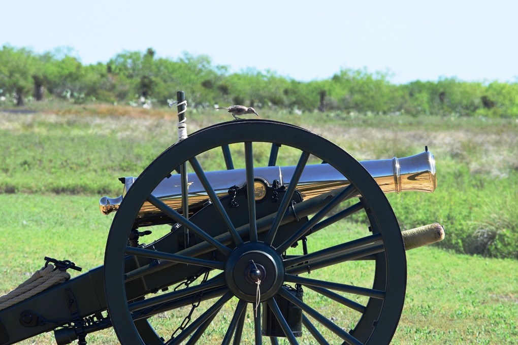 A mockingbird stands on a U.S. six pound field gun