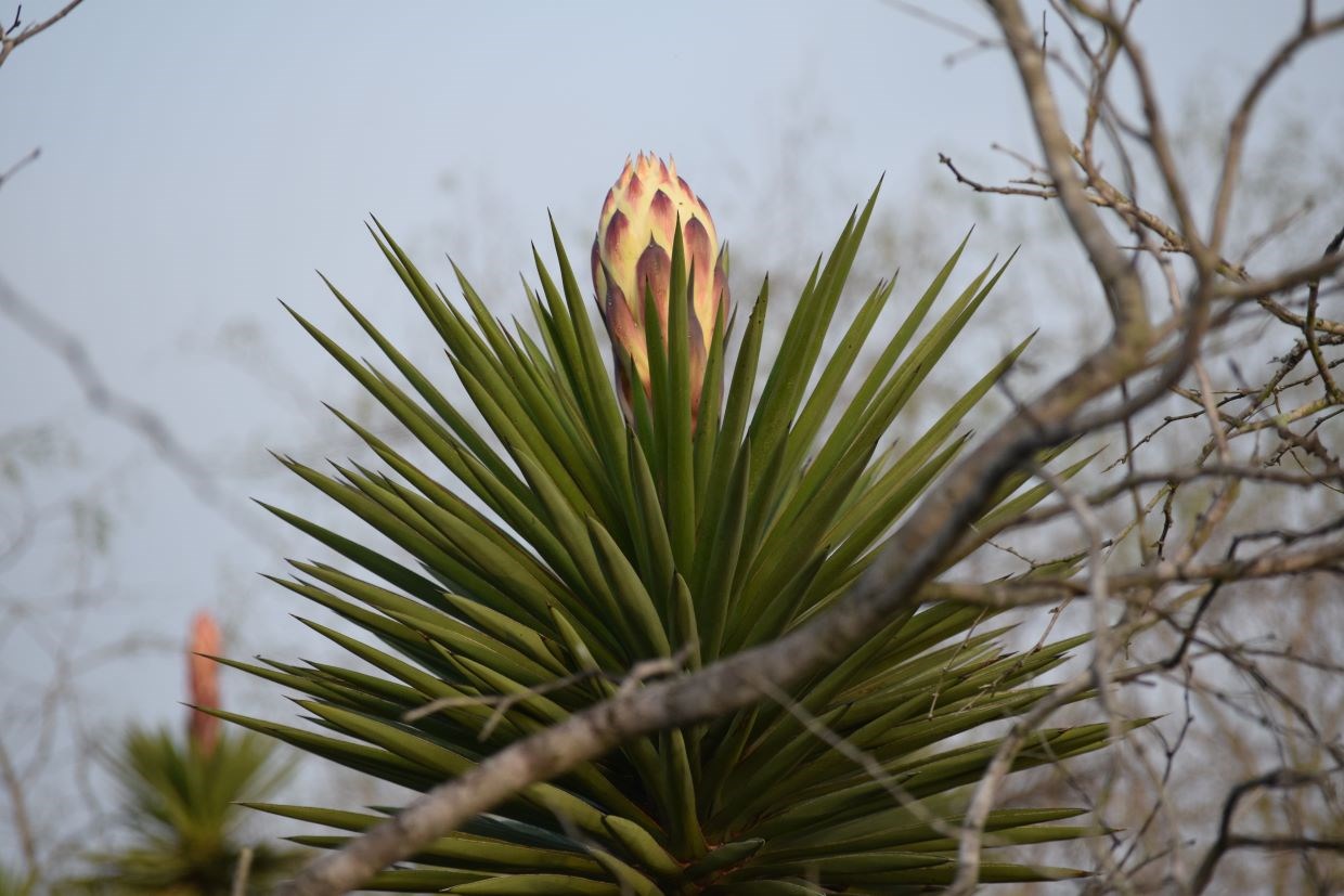 Spanish dagger plant with white blooms.