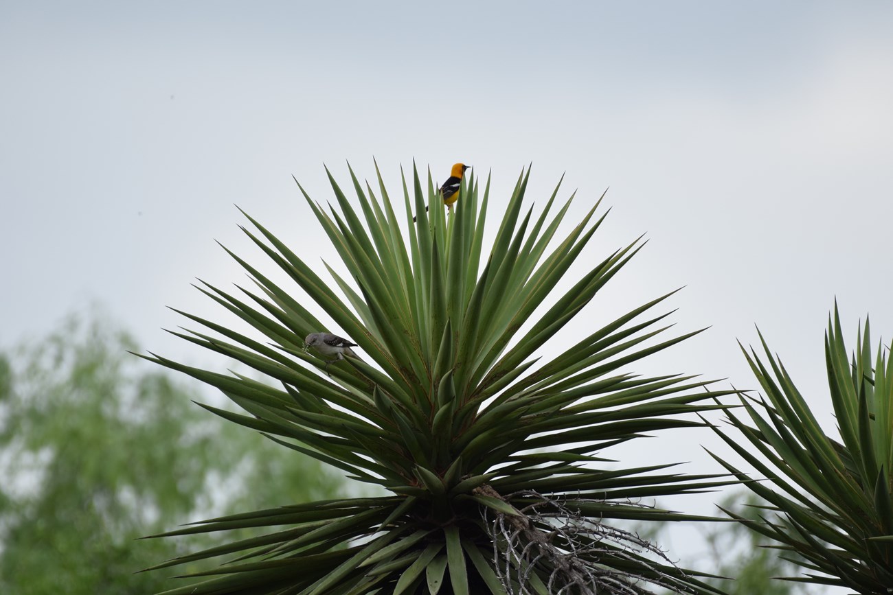 Oriole and Mockingbird on a Yucca