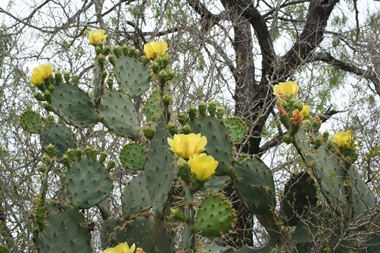 Prickly pear cactus in bloom Prickly pear cactus in bloom