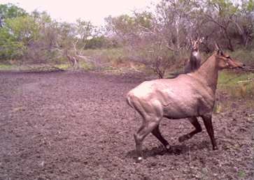 Adult male nilgai