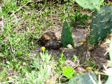 Texas tortoise Texas tortoise walking through the brush.