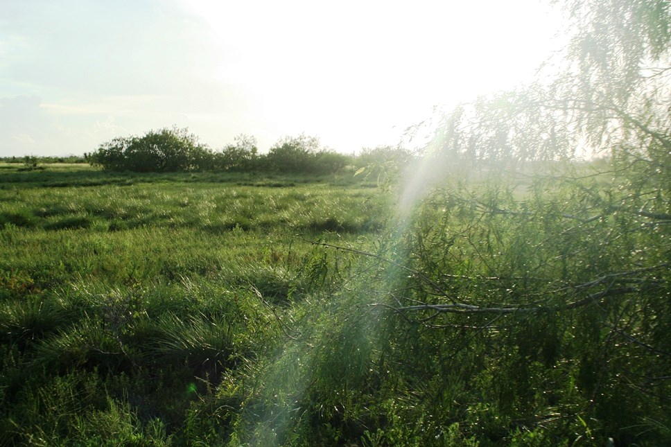 Sunlight shining over the coastal prairie.