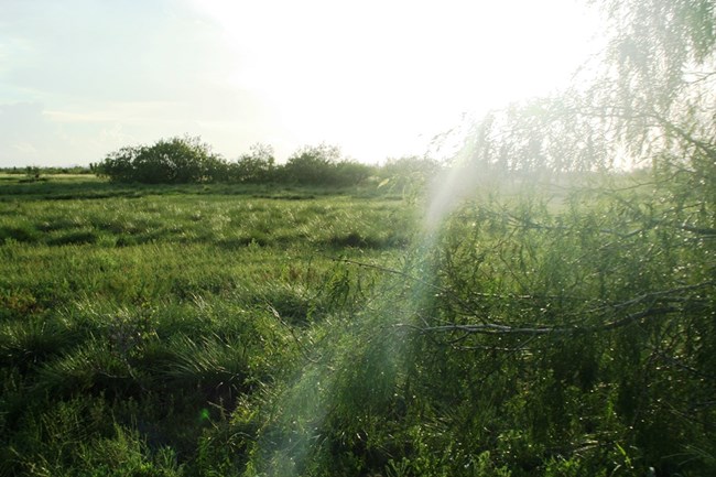 coastal prairie Sunlight shining over the coastal prairie.