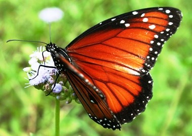 Queen butterfly Queen butterfly on Texas thistle