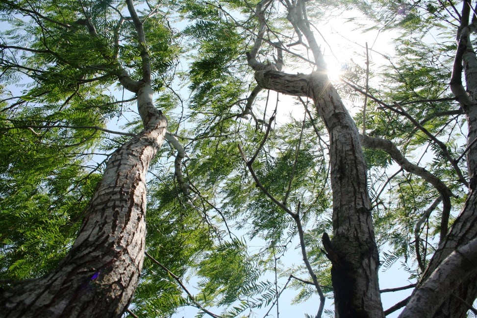 Looking up a mesquite tree swaying in the wind.