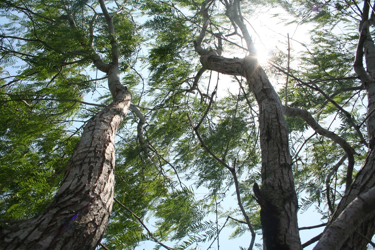 Mesquite trees swaying in the wind