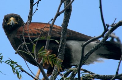 Harris hawk Harris hawk perched on a branch.