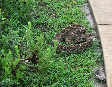 A rattlesnake guards its meal A rattlesnake guards its meal