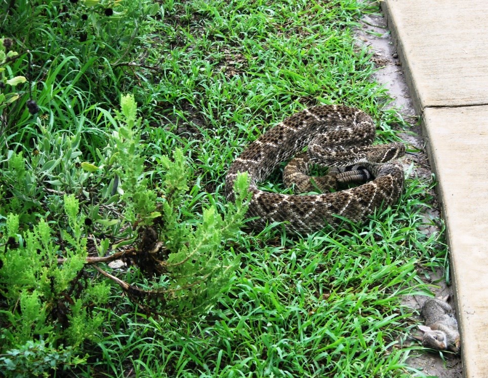 western diamondback rattlesnake A western diamondback rattlesnake coiled up next to a sidewalk.