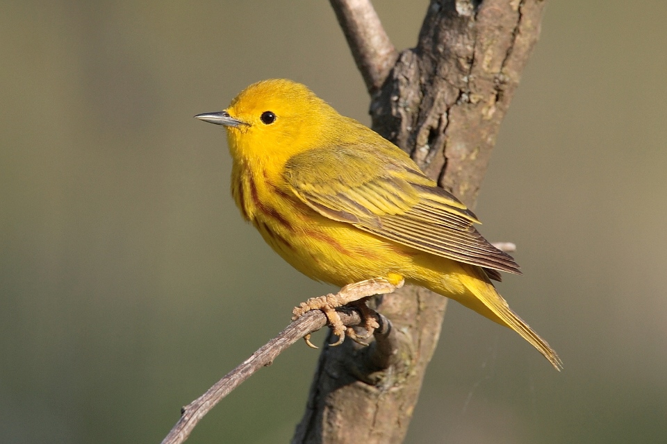 An American Yellow Warbler sitting on a branch