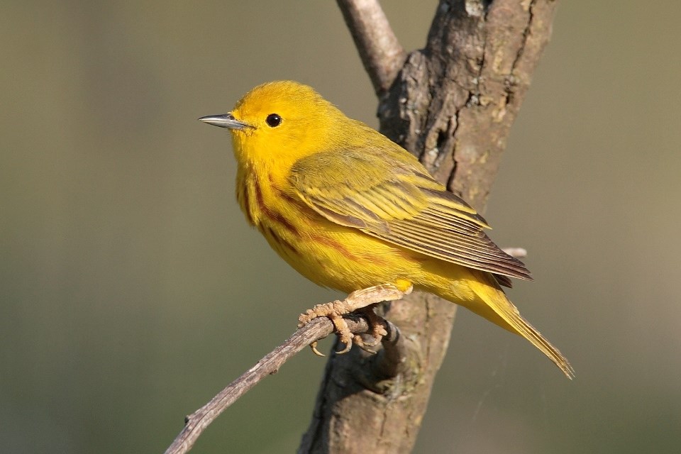 American Yellow Warbler An American Yellow Warbler sitting on a branch