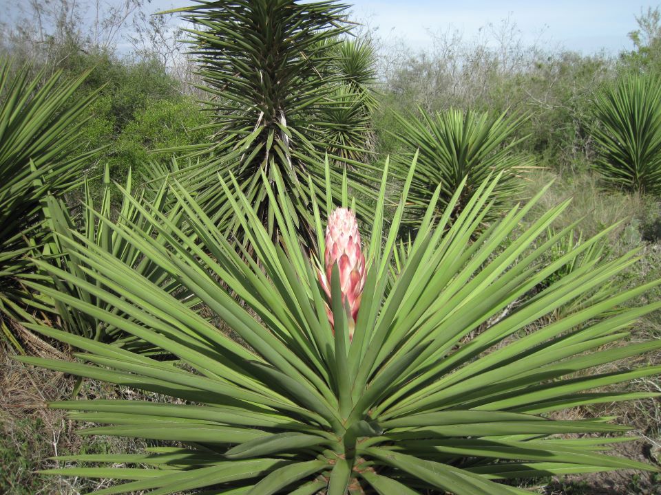 A yucca tree with a bloom emerging