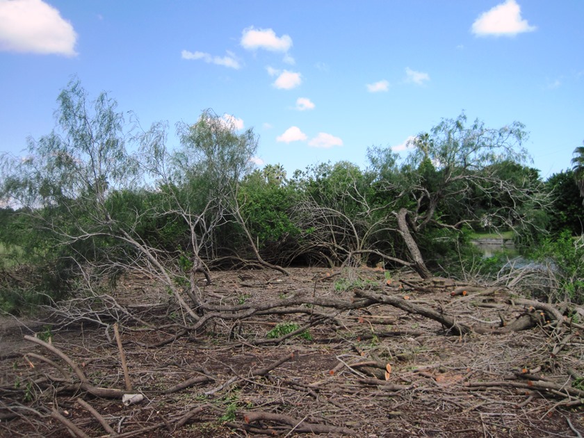 Area of mesquite brush cleared of Brazilian pepper trees.
