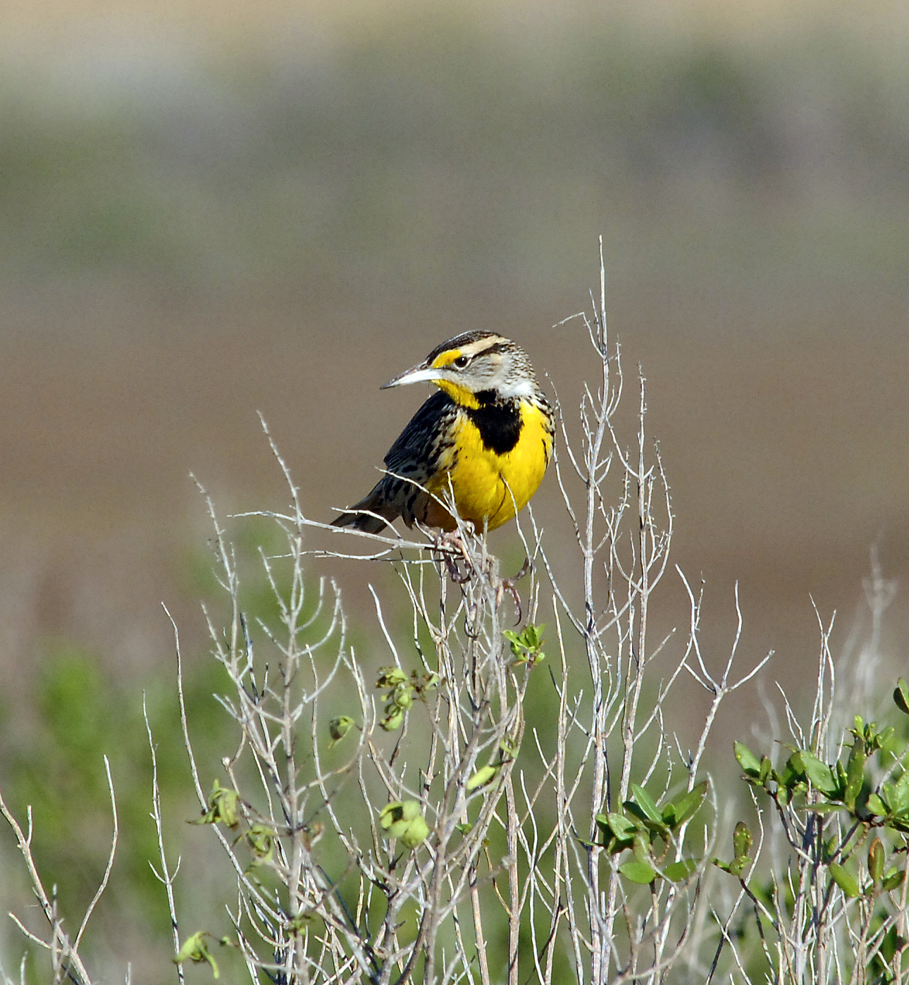 Meadow Lark