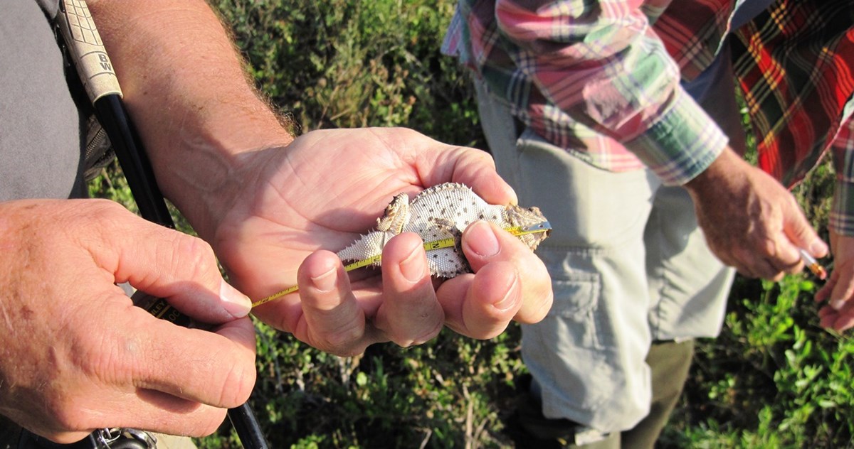 A Texas horned lizard getting measured with a tape measure