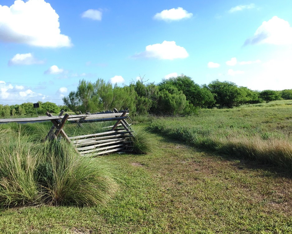 View of diagonal shaped wooden fence next to grass and shrubs