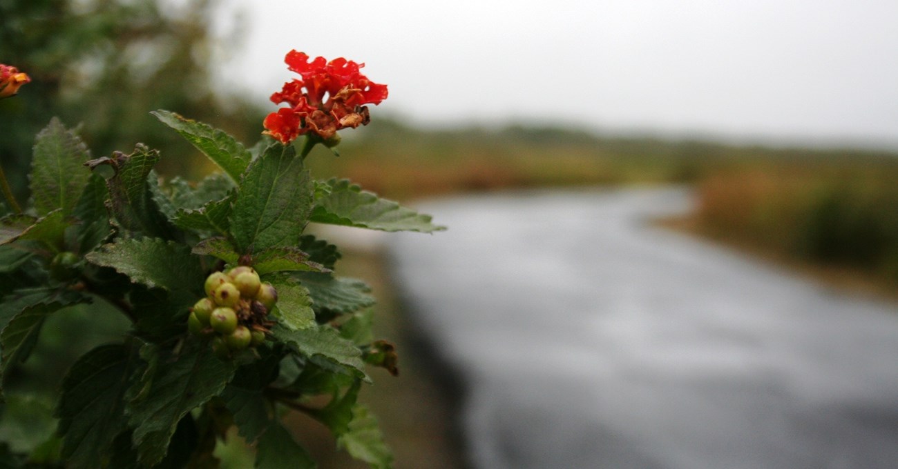 Plant with a red bloom