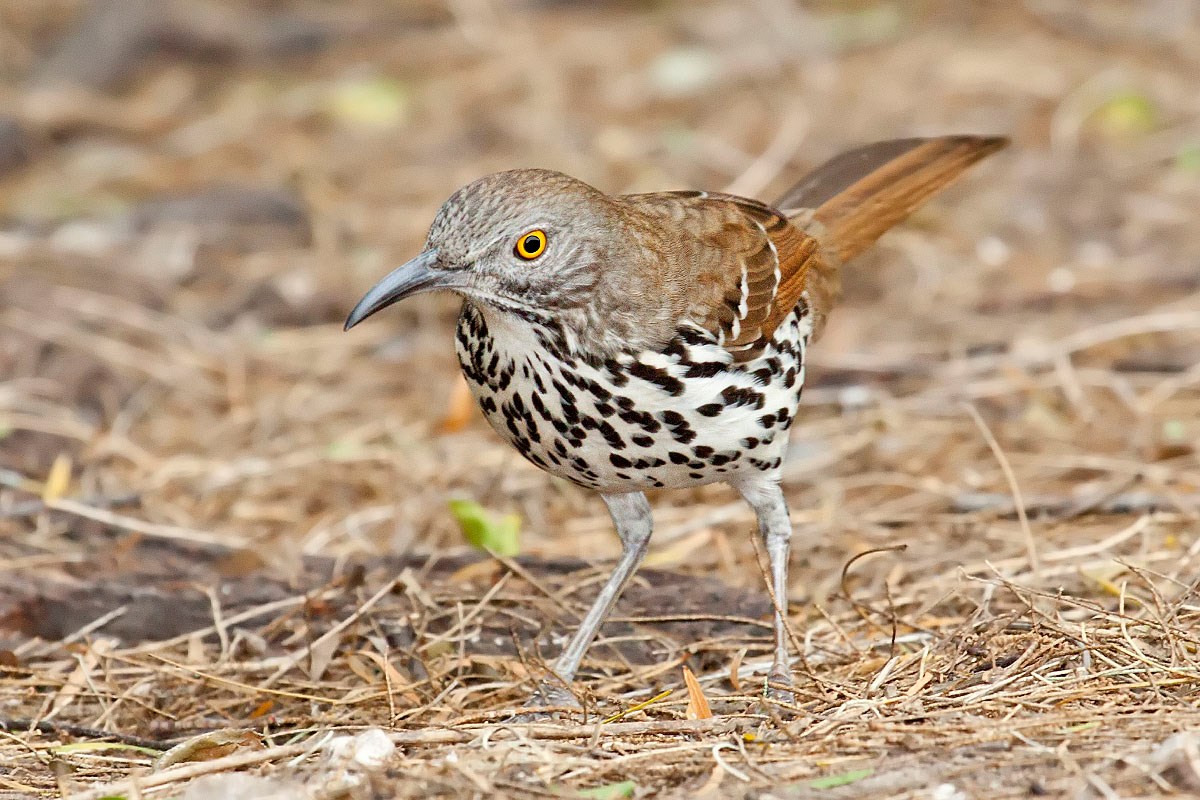 A Long-billed Thrasher at Laguna Atascosa National Wildlife Refuge, Texas, USA. A Long-billed Thrasher at Laguna Atascosa National Wildlife Refuge, Texas, USA.