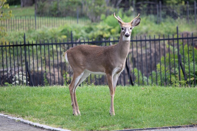 A male whitetail deer with short antlers looks towards the camera, standing on a cliffside before a black metal fence
