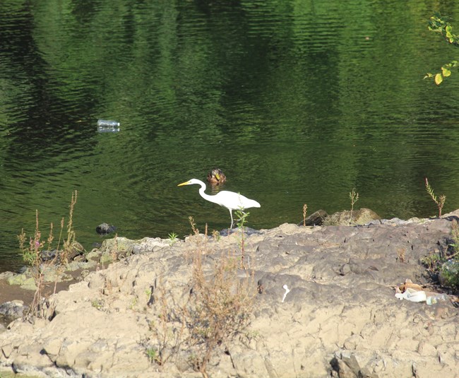 A tall, thin white great egret hunts with long neck bent along a river shore as a brown female mallard duck swims past - a plastic water bottle, an old white croc sandal, and other trash are visible as signs of pollution that need to be cleaned