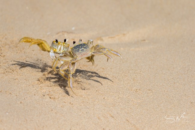 Dancing Crabs Two ghost crabs each angled with legs on one side raised looking like they are fighting