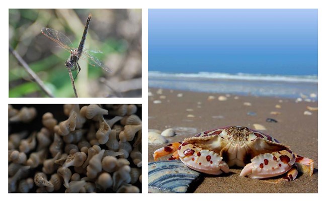 A dragonfly, newborn lightning whelks, and a calico crab at Padre Island National Seashore A dragonfly, newborn lightning whelks, and a calico crab at Padre Island National Seashore