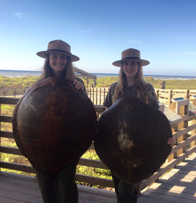 Interpretive Park Rangers Rangers pose with green and Kemp's ridley sea turtle shells that are used in school programs Interpretive Park Rangers Rangers pose with green and Kemp's ridley sea turtle shells that are used in school programs