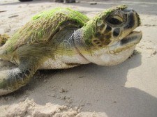 Stranded green sea turtle Stranded green sea turtle