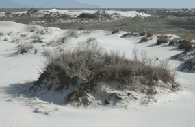 Dunes near the Laguna Shore