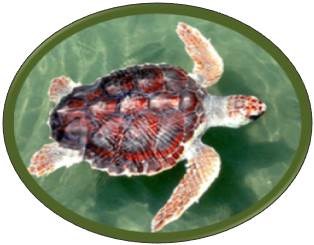 Loggerhead sea turtle